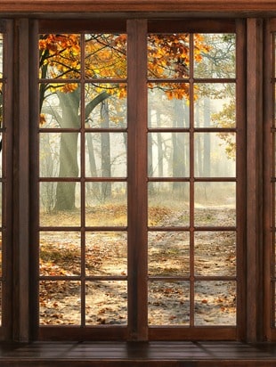 Window looking into forrest during autumn